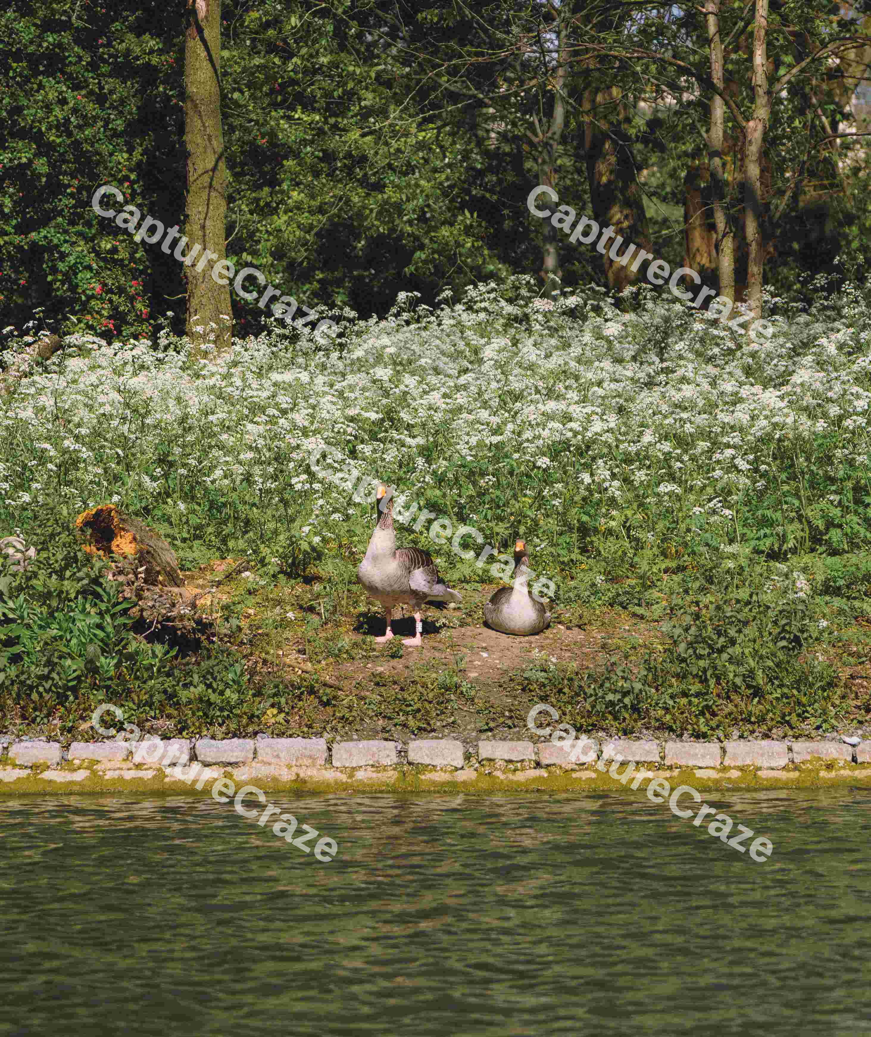 Two Egyptian Geese